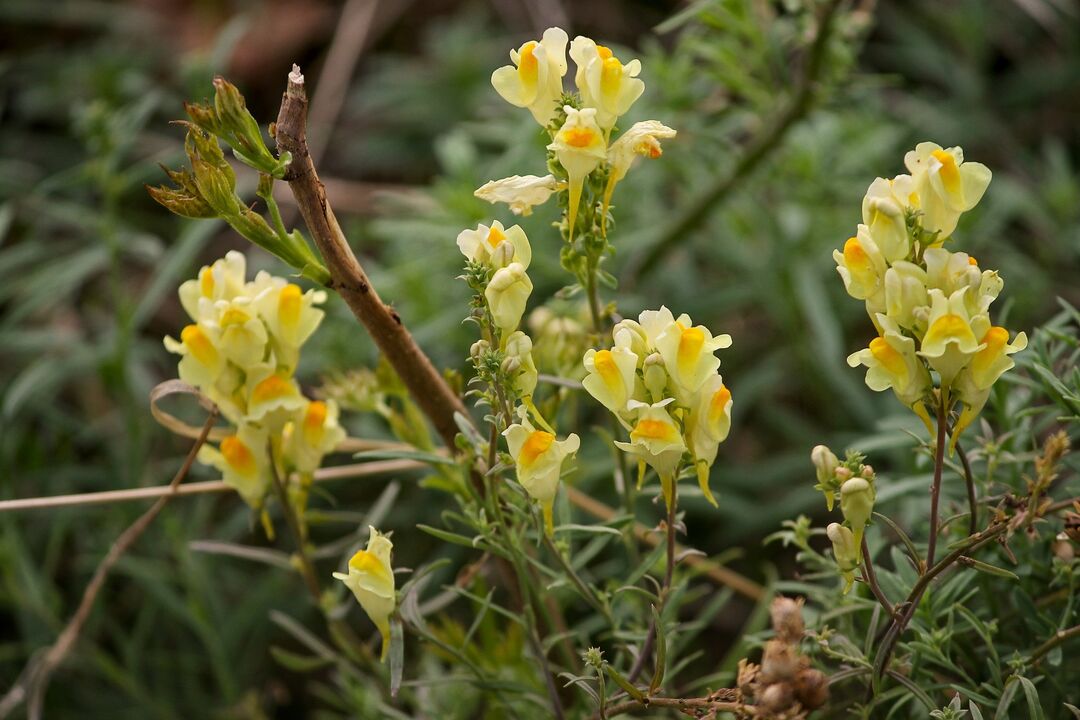 onddoak tratatzeko toadflax landarea